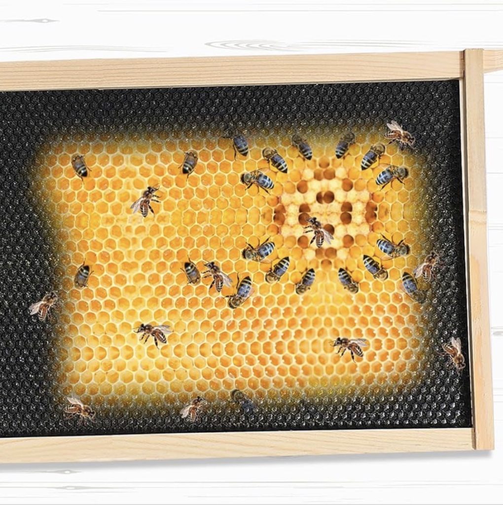 honey bee frames with wax foundation