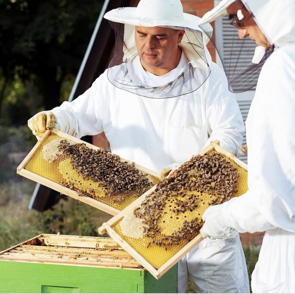 honey bee frames with wax foundation